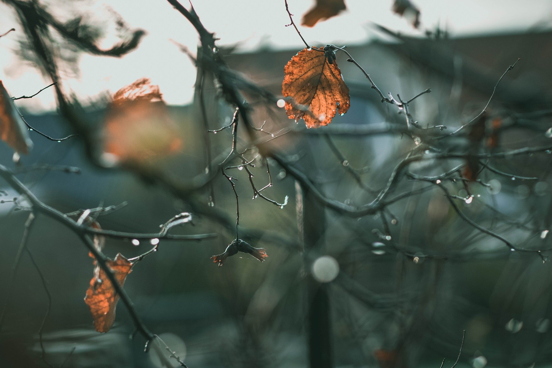 November Art Lesson and Project Ideas for your Classroom